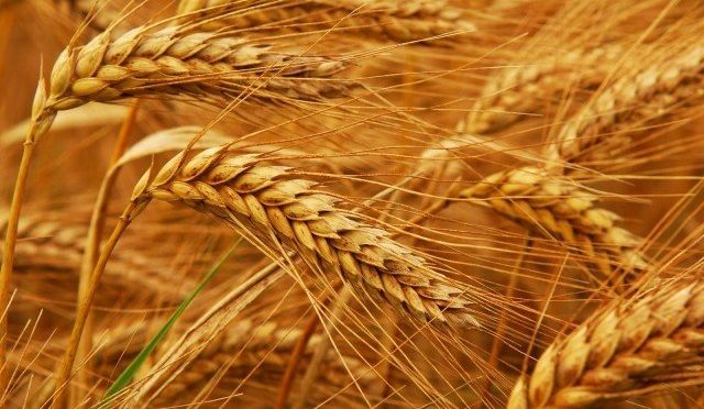 گندم کی عالمی قیمت کم، پاکستان کو 9 ارب روپے کی بچت، آٹے کی قلت کا خدشہ ختم