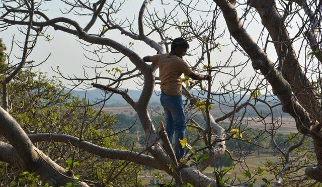 بھارت میں ایک شخص ویکسین سے بچنے کیلئے درخت پر چڑھ گیا