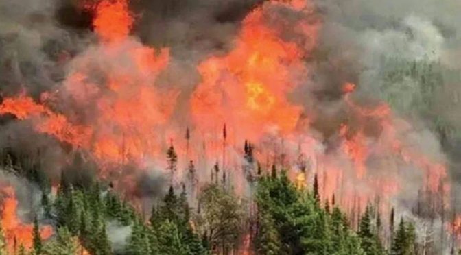 شیرانی کے جنگل کا35 فیصد حصہ جل کر راکھ،3 افراد جاں بحق، دفعہ144 نافذ