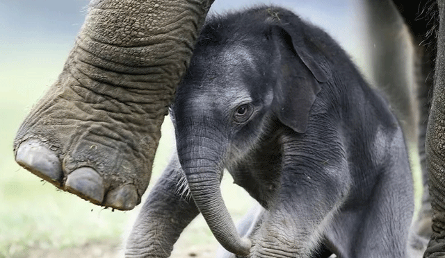 ایشیائی ہاتھی اپنے مردہ بچوں کو ہفتوں ساتھ رکھتے ہیں