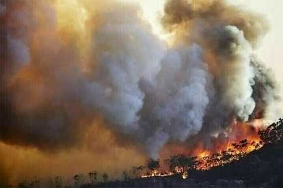 ضلع شیرانی کے جنگلات میں لگنے والی آگ پر14روزبعد قابو پالیا گیا