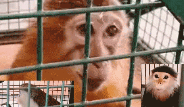 بھارت میں مسافر بس سے کروڑوں روپے مالیت کے بندر برآمد