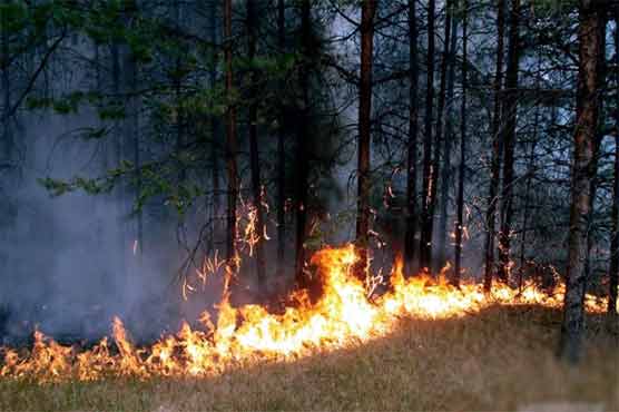 سوات: فائر فائٹرز نے 6 میں سے 5 مقامات پر لگی آگ پر قابو پا لیا