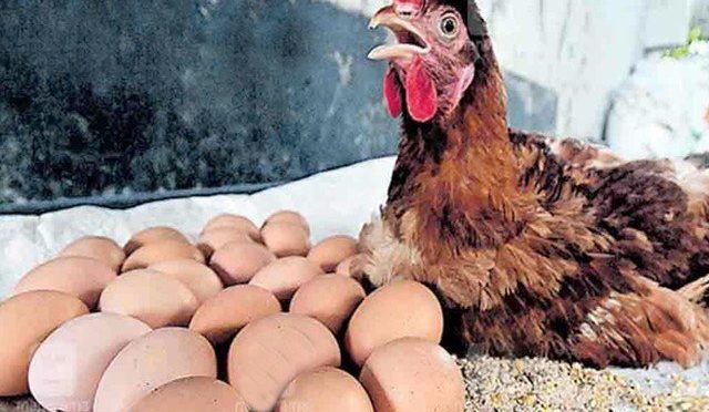 مرغی 6 گھنٹے میں 24 انڈے دے کر اسٹار بن گئی، ماہرین حیران