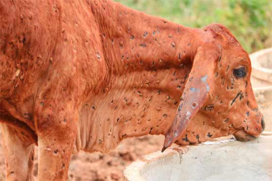 جانوروں میں لمپی سکن وائرس کے حملے تیز، لاکھوں مویشی متاثر