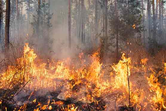 پرتگال کے جنگلات میں لگی آگ بے قابو، پندرہ جولائی تک ہنگامی حالت کا اعلان