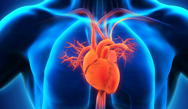 انسانی دل کا تفصیلی خلوی نقشہ تیار، امراض کے علاج میں مدد مل سکے گی