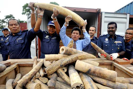 ملائیشیا: کروڑوں ڈالر کے ہاتھی دانت، جانوروں کے اعضاء سمگل کرنیکی کوشش ناکام
