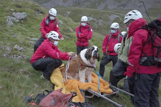 جانوروں سے ہمدردی:پہاڑ سے 100 فٹ نیچے گرنے والے کتے کو بچا لیا گیا