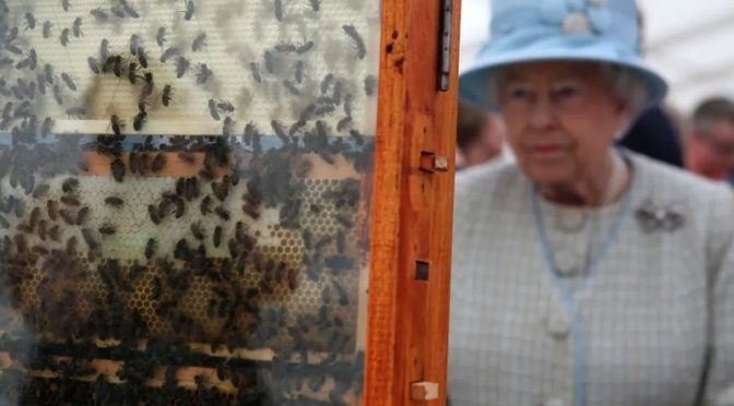 ملکہ الزبتھ کی وفات: شہد کی مکھیوں کو بھی خبر دے دی گئی