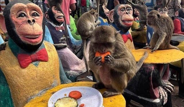 تھائی لینڈ میں بندروں کے دعوتی میلے کا انعقاد