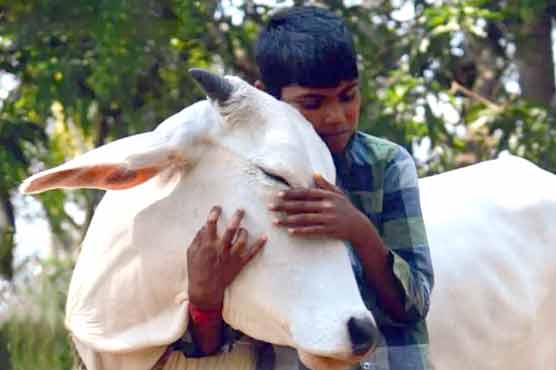 بھارت میں ویلنٹائنز ڈے کی بجائے ‘گائے کو گلے لگانے کا دن’ منایا جائیگا