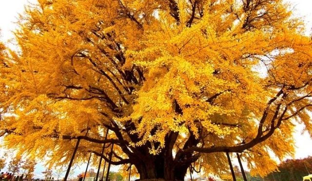 جنوبی کوریا کا 860 سال پرانا خوبصورت ترین درخت