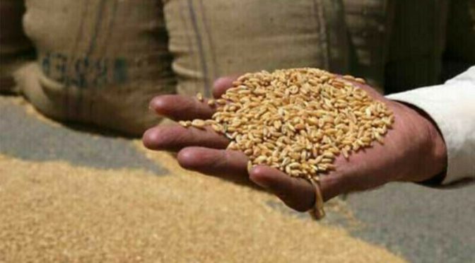 پنجاب حکومت کی گندم خریداری سے معذرت، ریلیف کیلیے ’کسان کارڈ‘ دیے جانے کا امکان