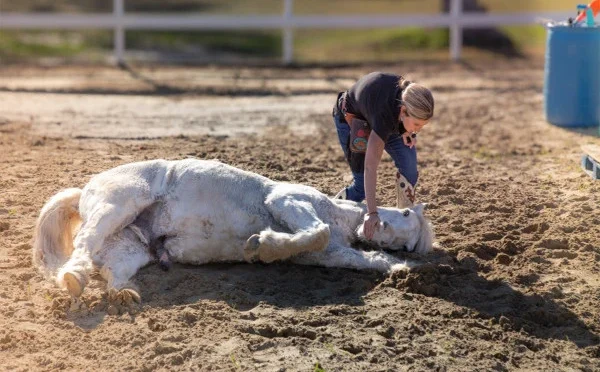 امریکا: 3 منٹ کے اندر 38 کرتب دِکھانے والا گھوڑا
